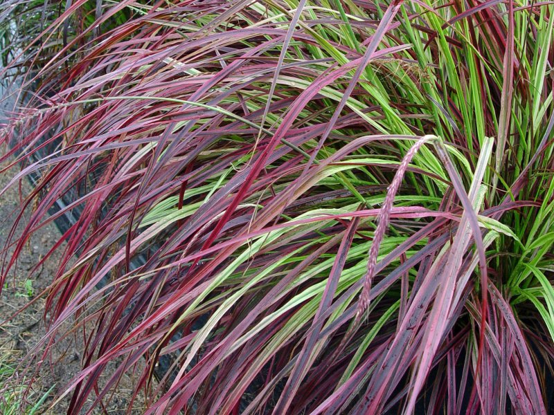 Pennisetum clandestinum