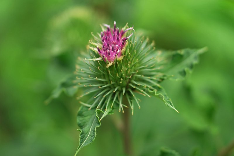 Лопух большой - Arctium Lappa l