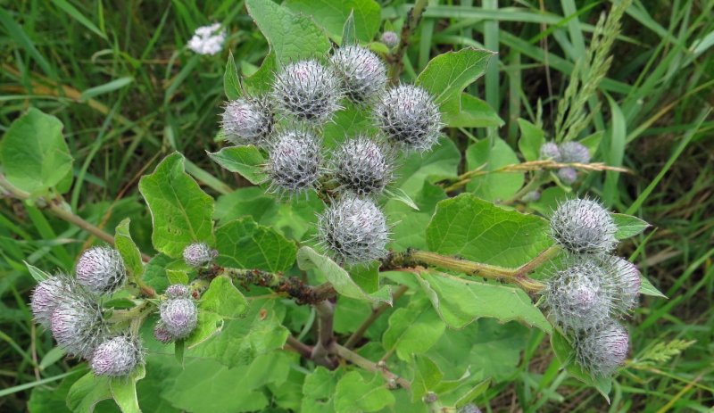 Лопух большой Arctium Lappa