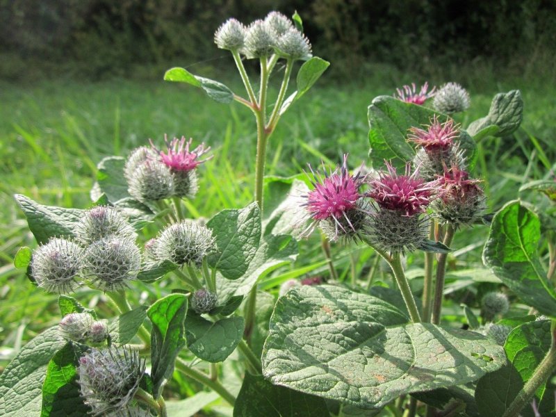 Репейник (Burdock)