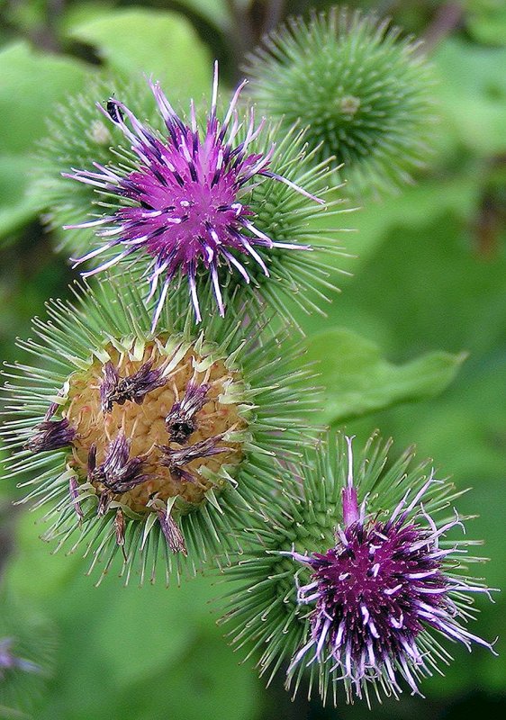 Arctium Minus
