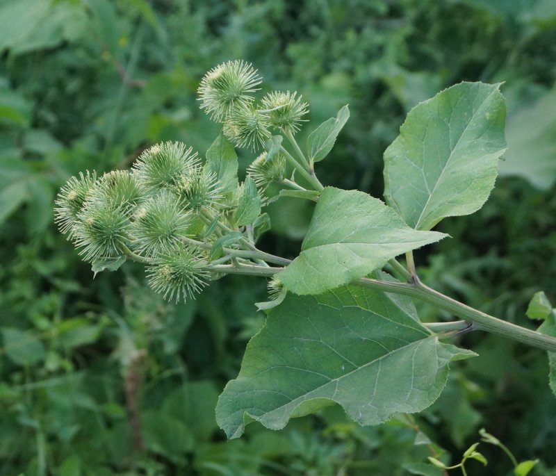 Лопух войлочный - Arctium tomentosum