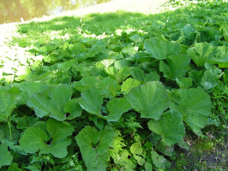Лопух малый (Arctium Minus)