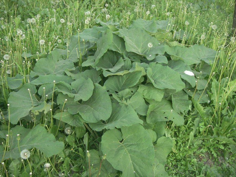 Лопух малый (Arctium Minus)