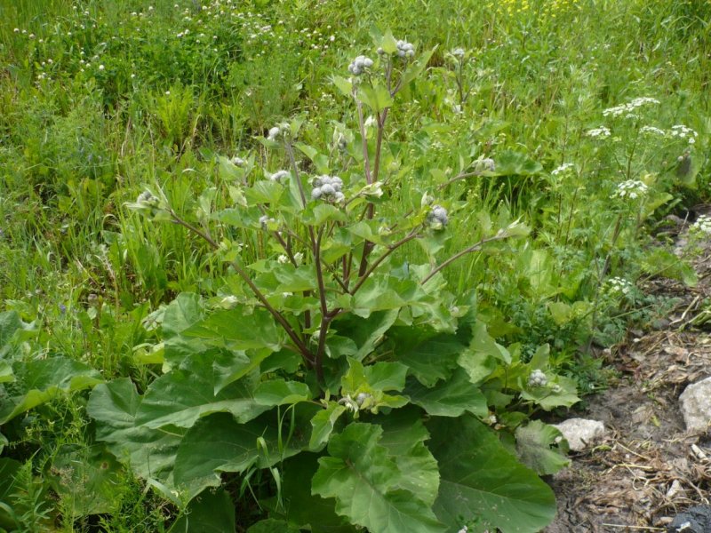 Arctium platylepis