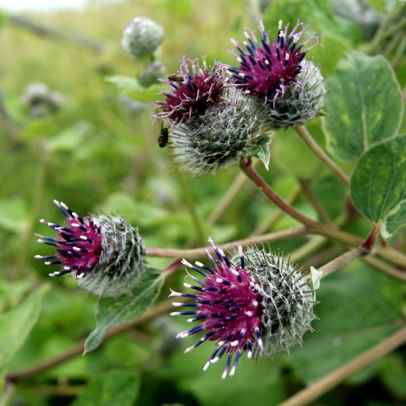 Arctium Lappa корень