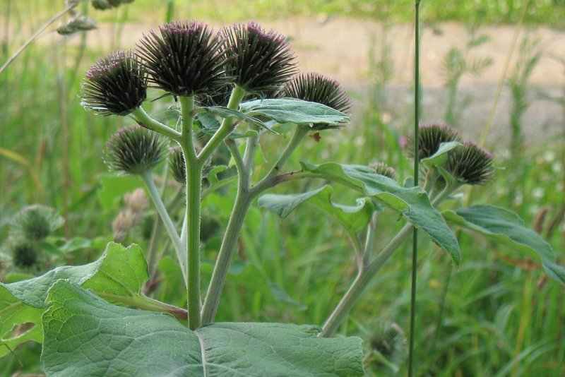 Лопух Дубравный (Arctium nemorosum lej.)