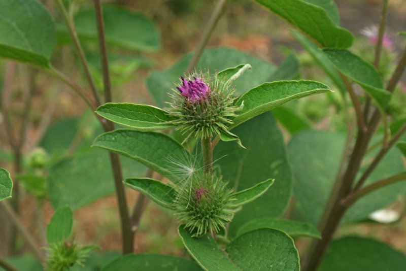 Лопух малый (Arctium Minus)