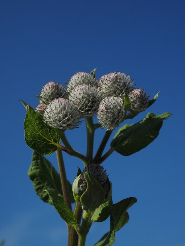 Лопух малый (Arctium Minus)