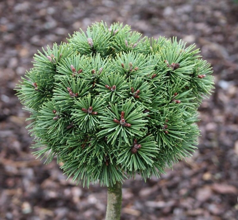 Pinus mugo 'March'