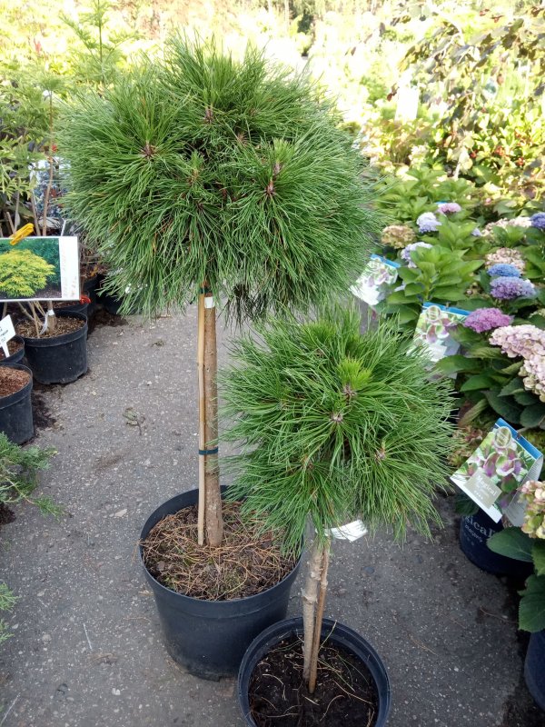 Pinus mugo Varella