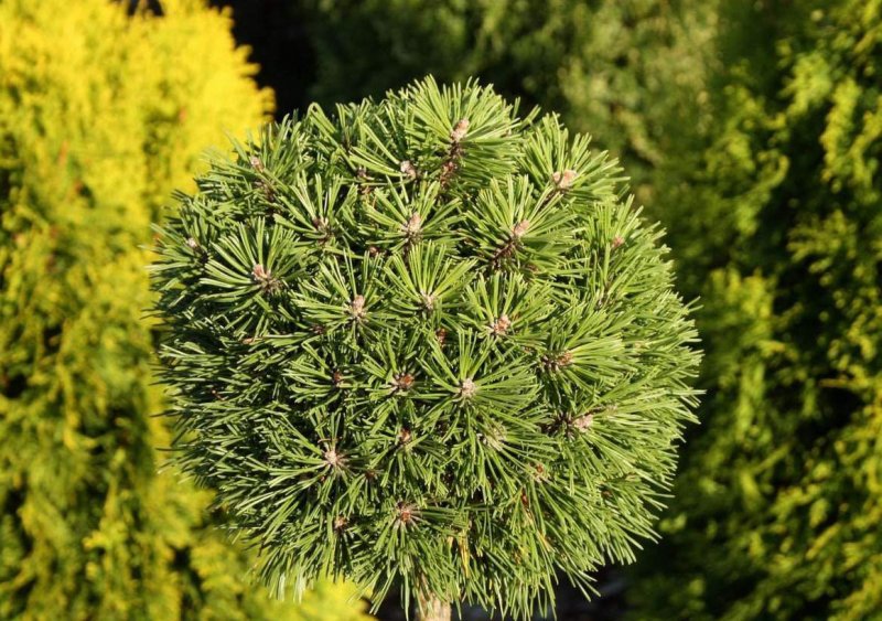 Pinus mugo Benjamin