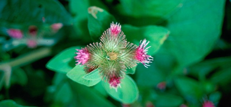 Arctium Lappa great Burdock листья