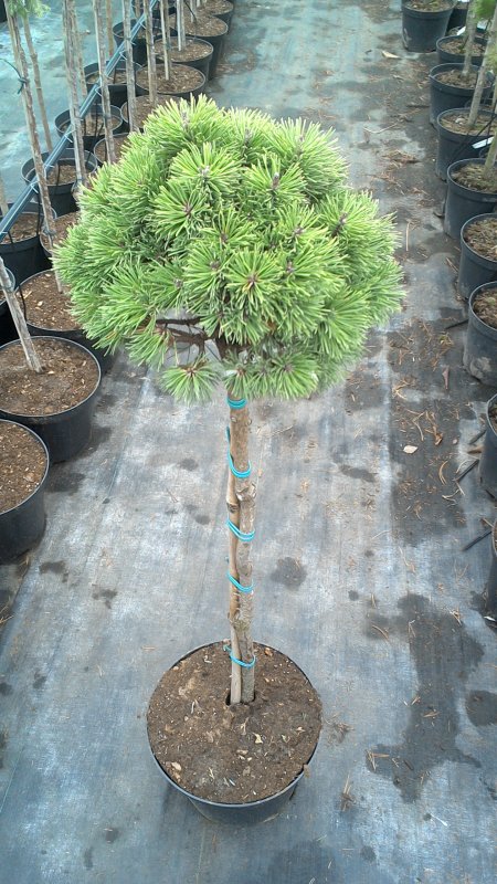Pinus mugo 'Litomysl'