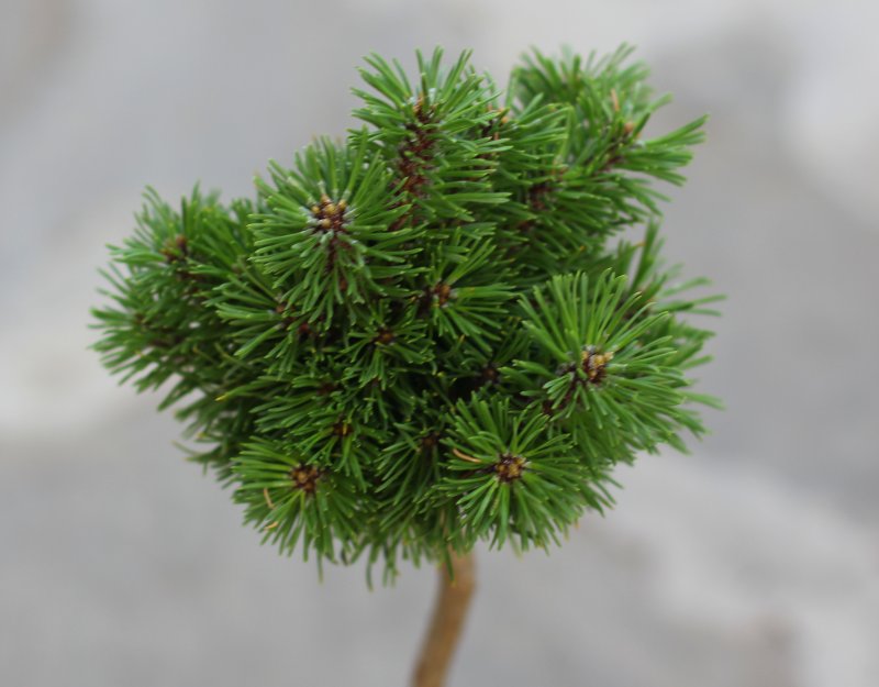 Сосна Горная МАЧ (Pinus mugo March)