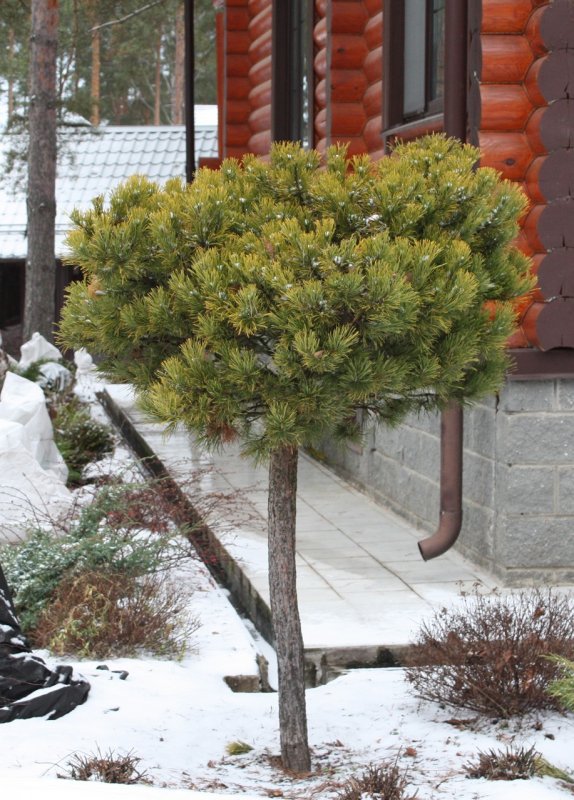 Pinus mugo Winter Gold на штамбе