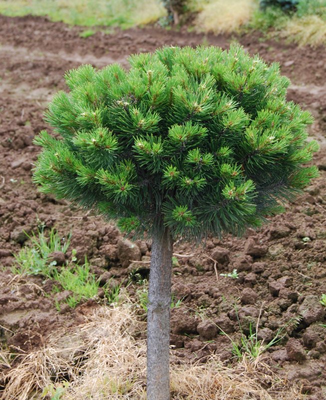 Сосна Горная Gnom Pinus mugo Gnom