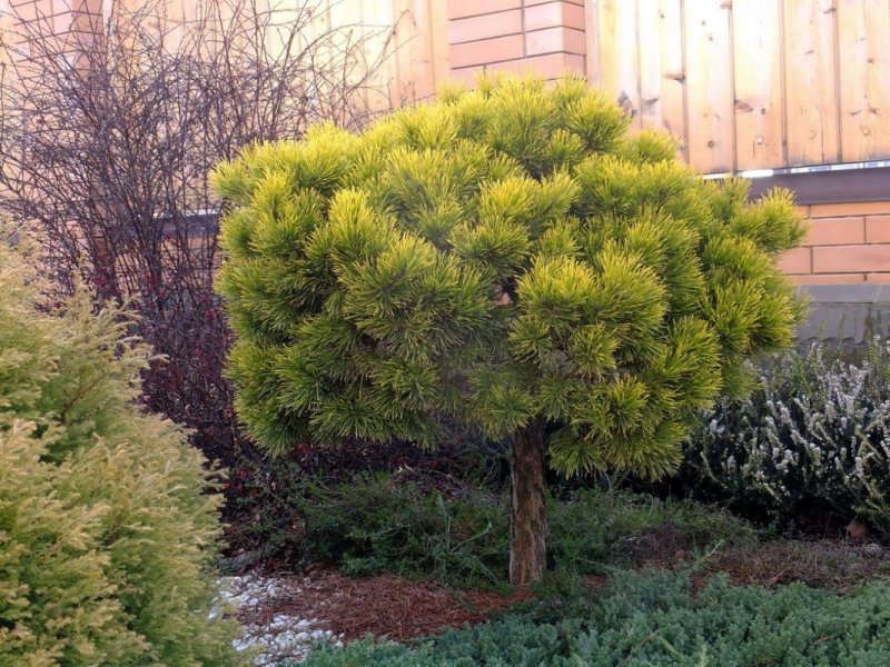 Сосна Горная Винтер Голд (Pinus mugo Winter Gold)