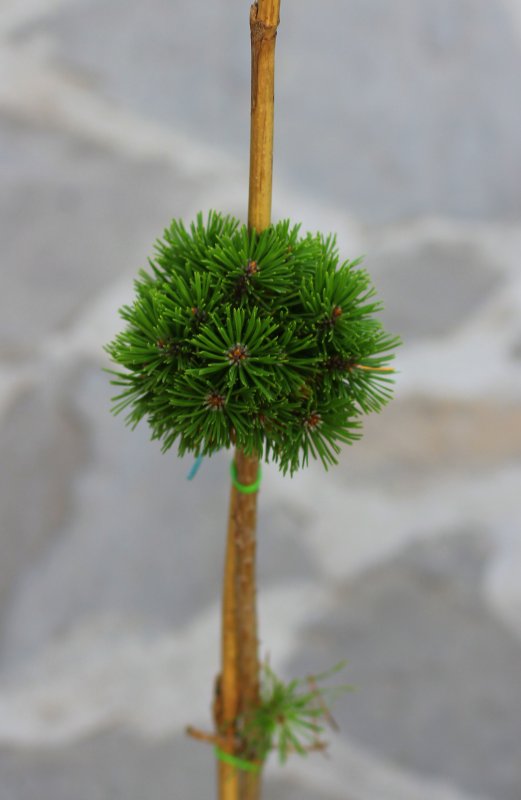 Pinus mugo 'March'