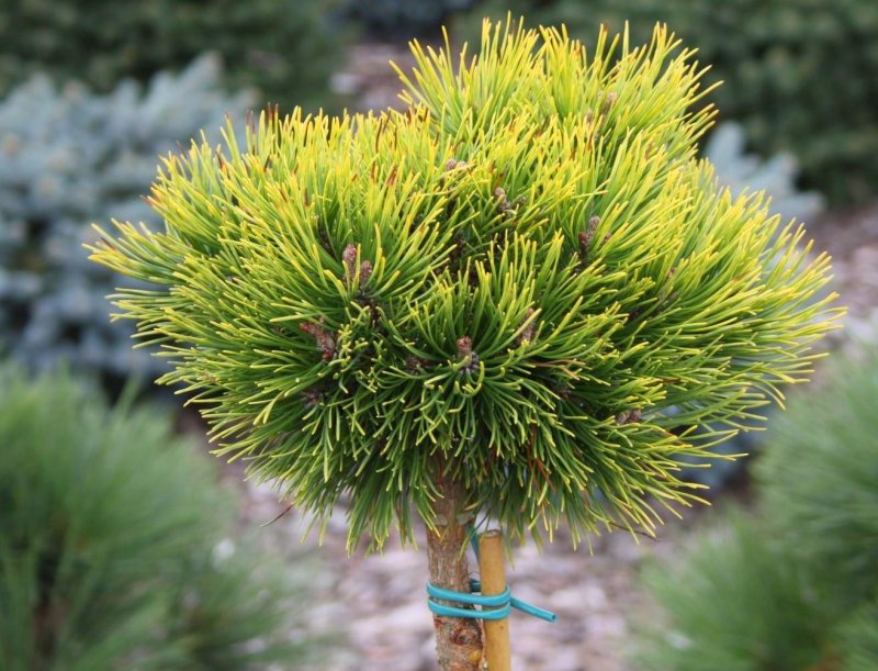 Pinus (сосна) mugo OPHIR