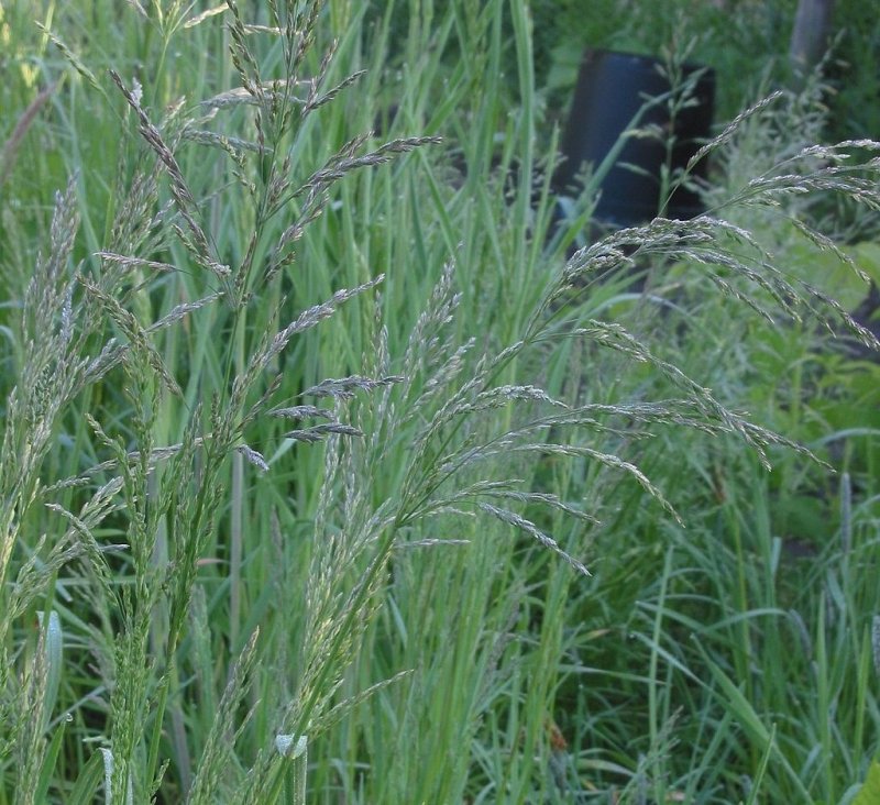 Мятлик обыкновенный (POA trivialis)