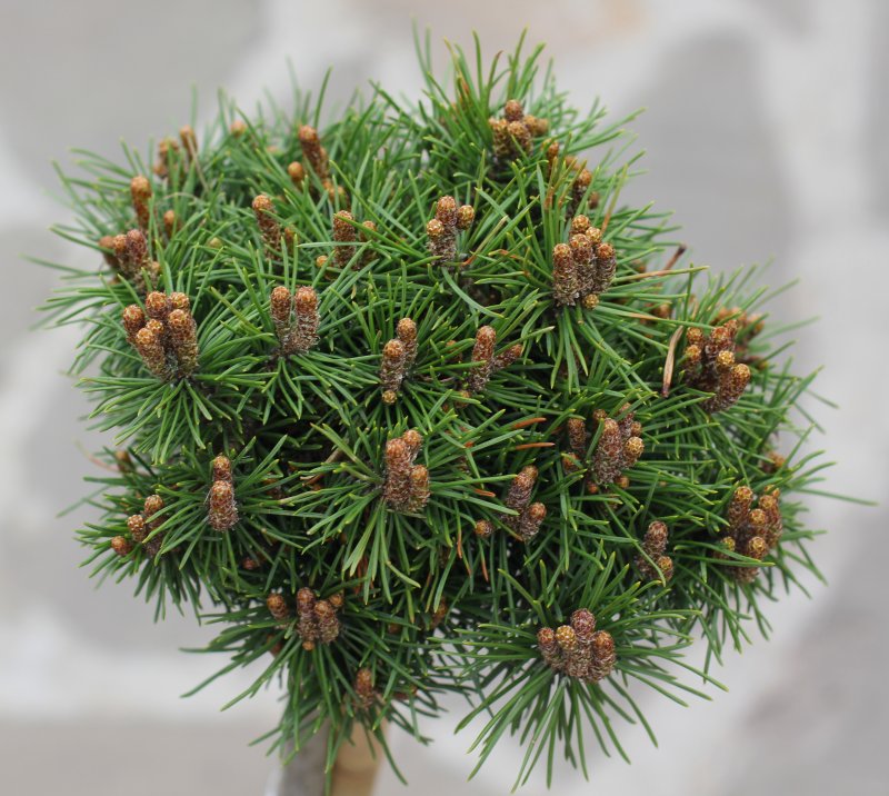 Pinus mugo Mini Mini (сосна Горная),