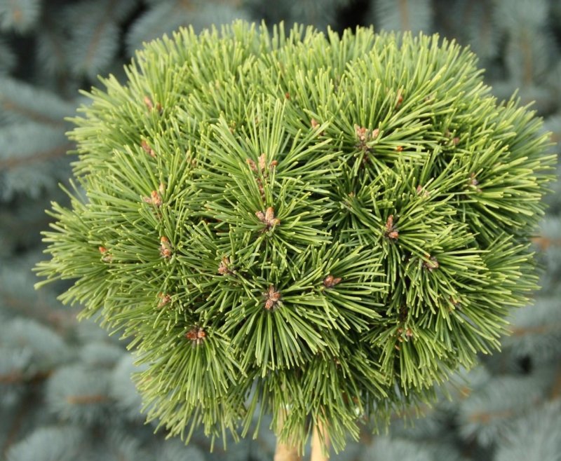 Pinus uncinata hnizdo c2 Stem