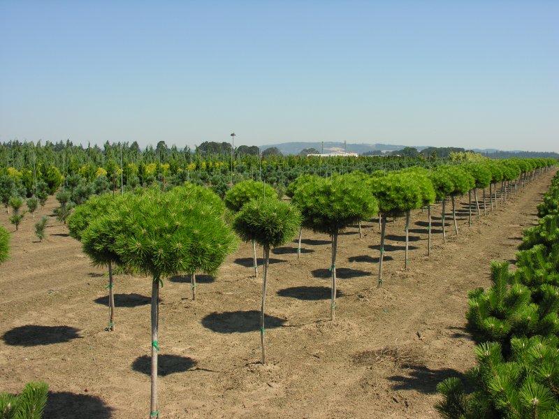 Pinus nigra Brepo