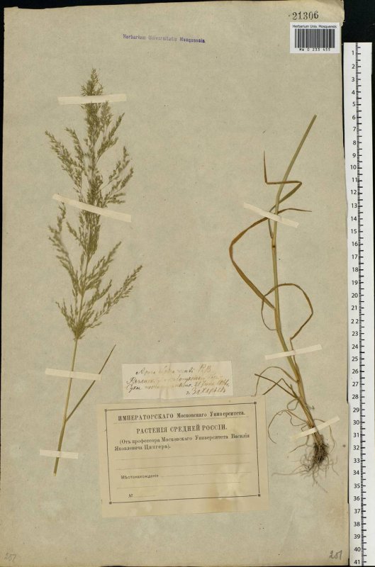 Сыть круглая Cyperus rotundus