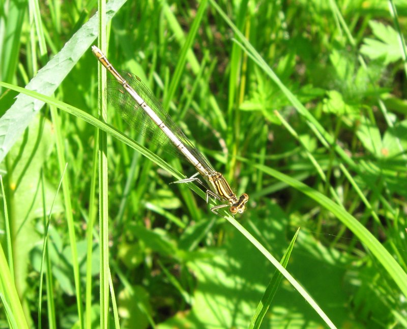 Bromus secalinus