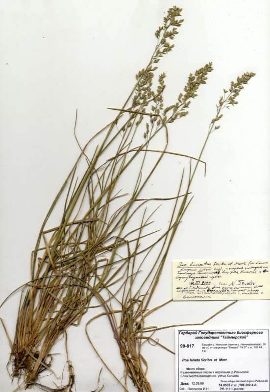 Костёр ржаной (Bromus secalinus)