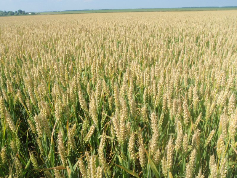 Кострец безостый Bromus inermis
