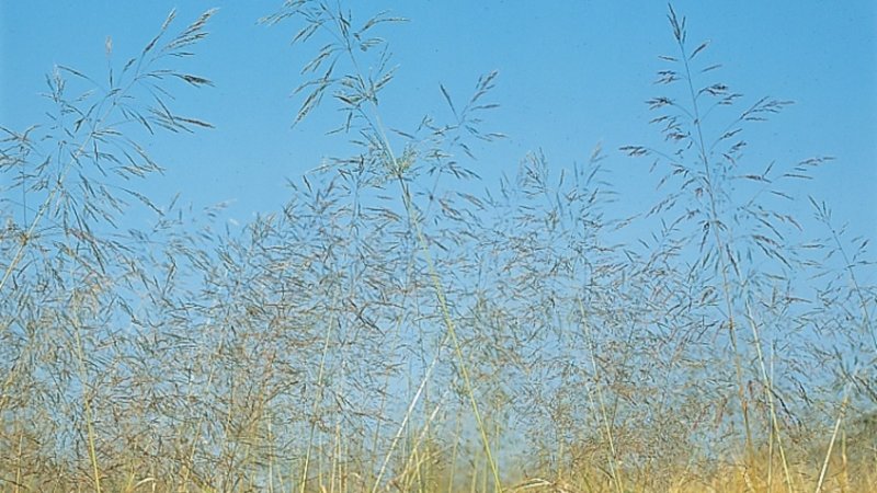 Метлица обыкновенная фото