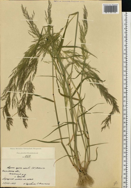 Костёр ржаной (Bromus secalinus)