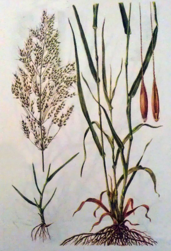 Костер полевой (Bromus arvensis)