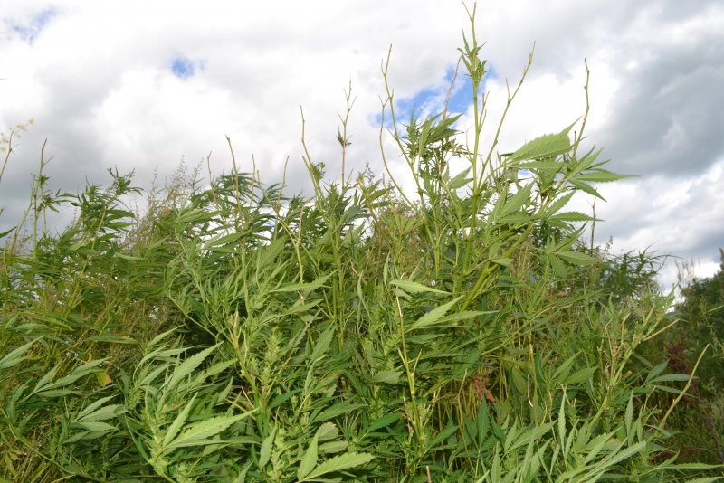 Полевица тонкая (agrostis capillaris)