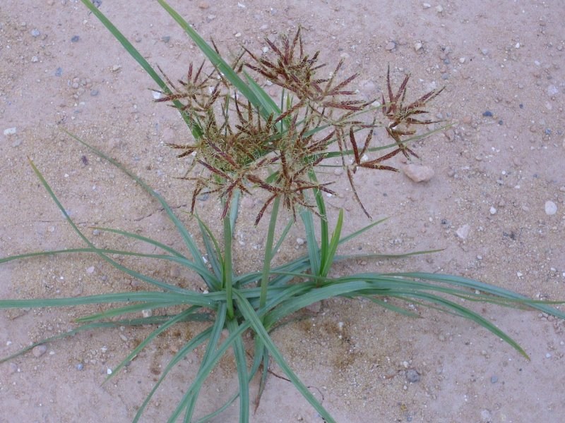 Bromus tectorum