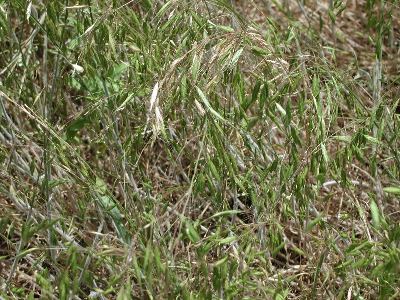 Тростник Южный phragmites Australis