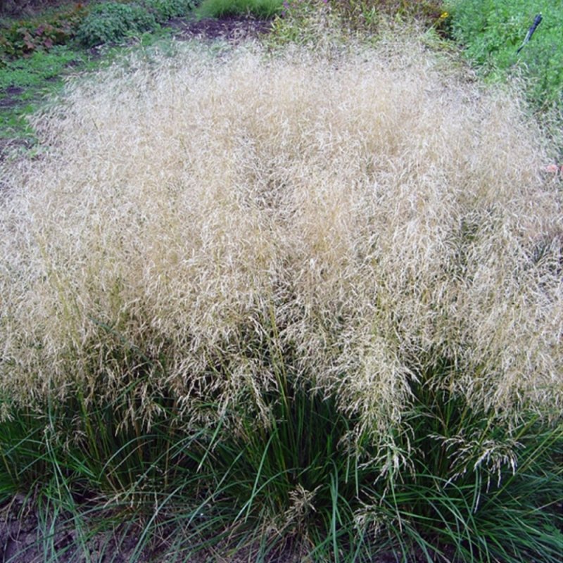 Костер безостый (Bromus inermis