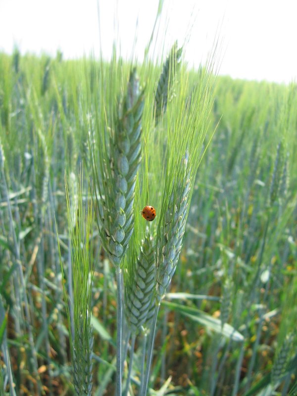 Пшеница твёрдая Triticum durum