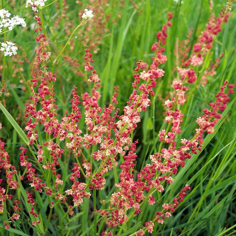 Гречишные щавель малый Rumex acetosella