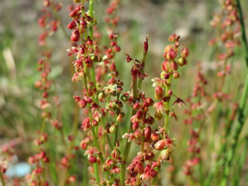Щавель малый Rumex acetosella