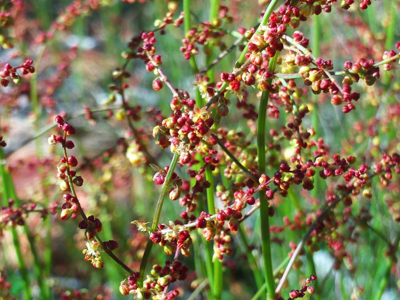 Яковлев Rumex