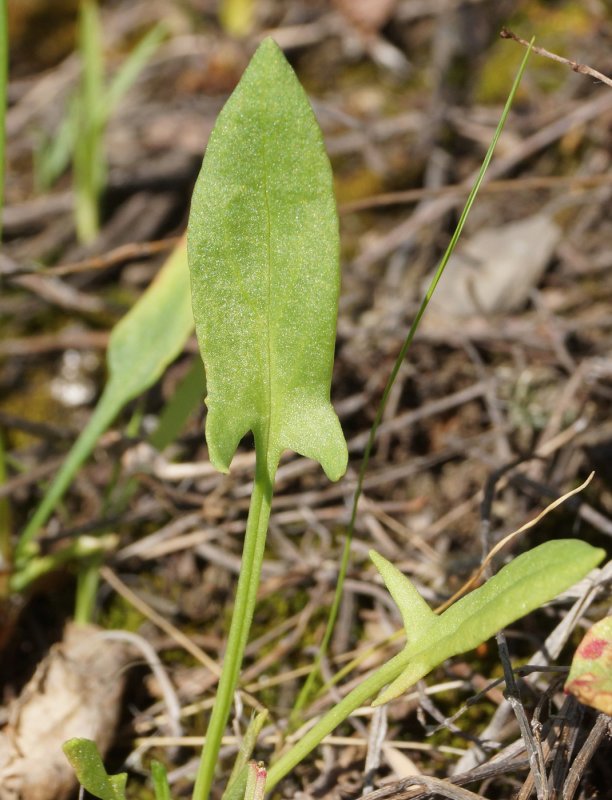 Curly Sorrel
