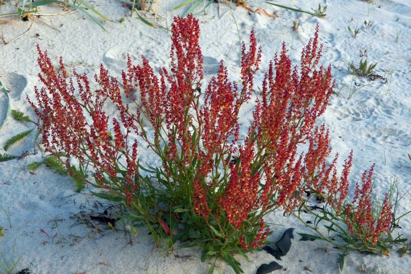 Щавель воробьиный (Rumex acetosella)
