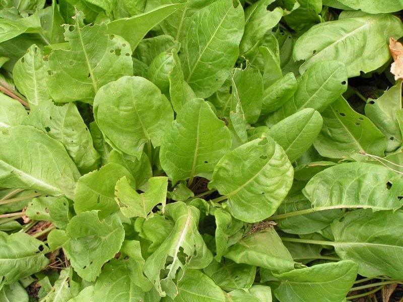 Sorrel Rumex