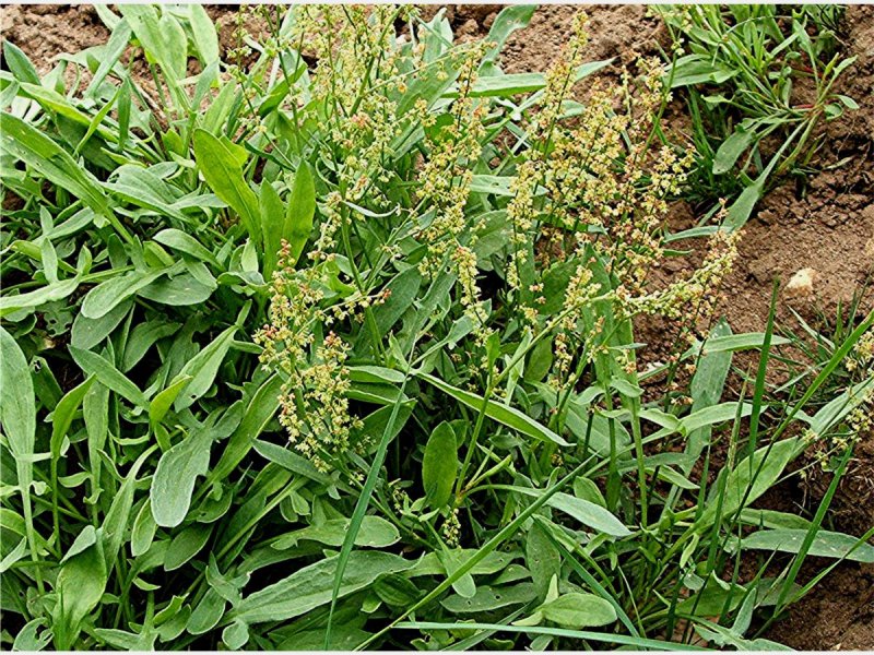 Rumex divaricatum