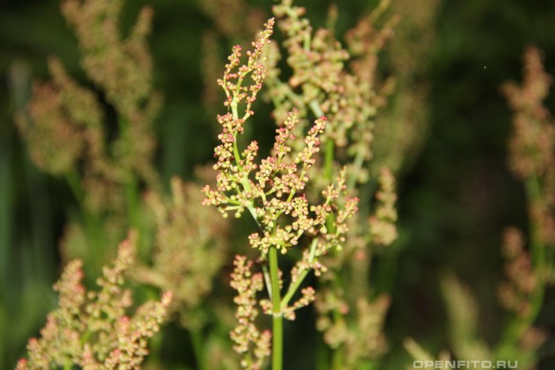 Щавель малый Rumex acetosella