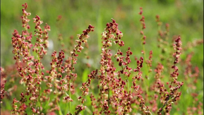 Щавель воробьиный (Rumex acetosella)