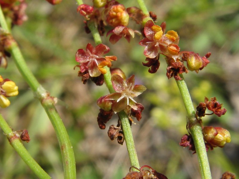 Щавель воробьиный (Rumex acetosella)